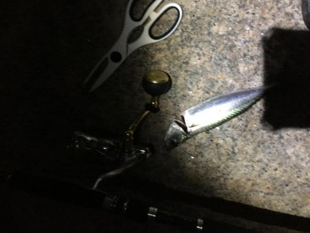 祭りの後にしれっと