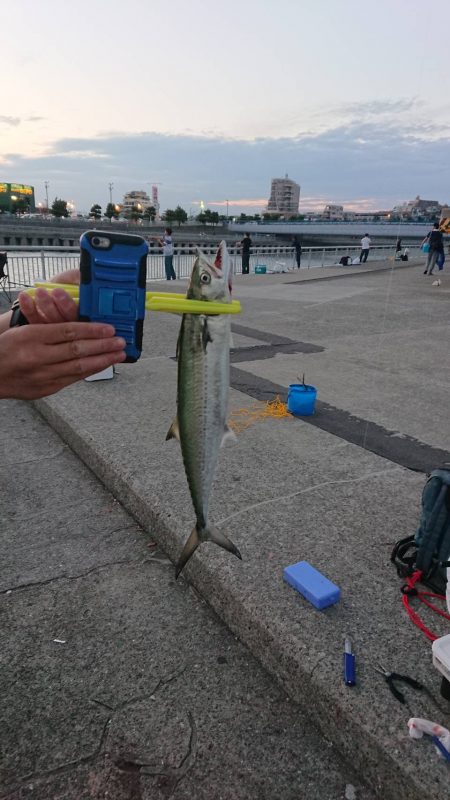 エギングのはずが…