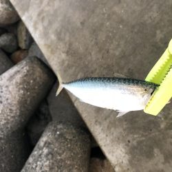 台風前また入れ食い