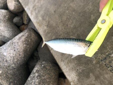 台風前また入れ食い