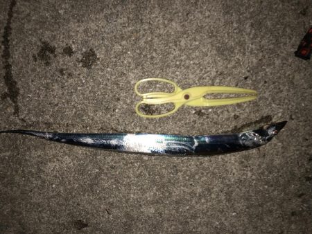 イカはいないが、君たちか。