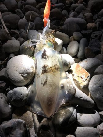 満月の夜 臨月エギングガール