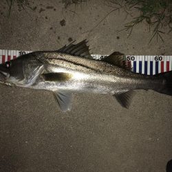 夜な夜なシーバス