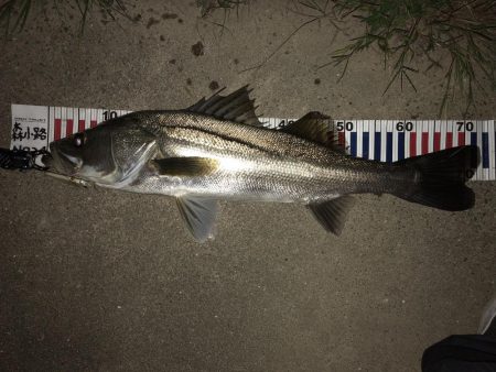 夜な夜なシーバス