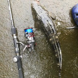 河口のコチが熱い