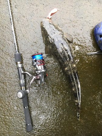 河口のコチが熱い