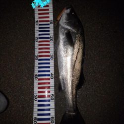 リバーシーバス