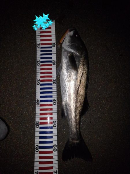 リバーシーバス