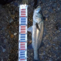 リバーシーバス