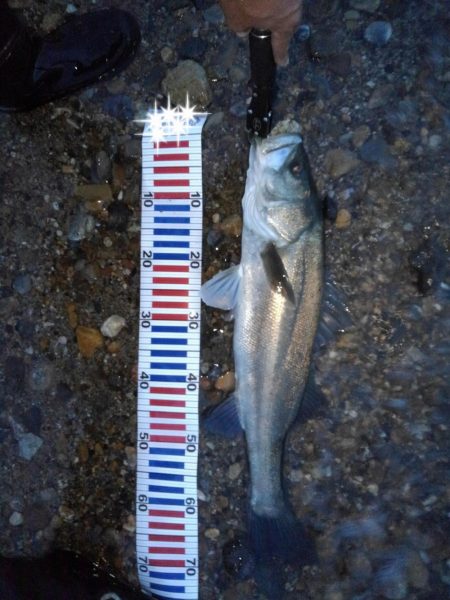 リバーシーバス