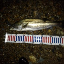 リバーシーバス