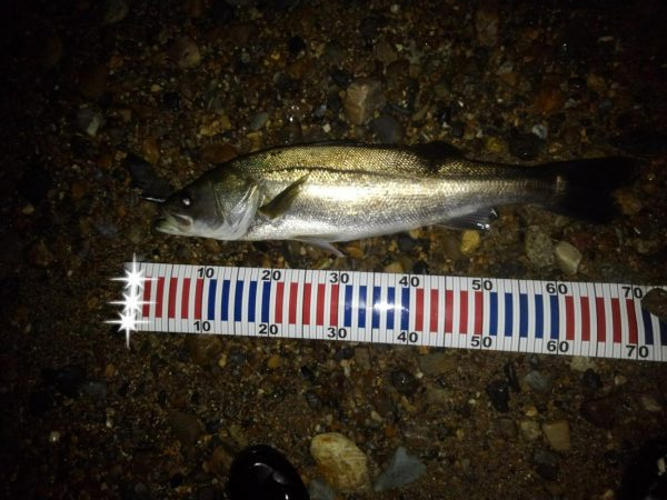 リバーシーバス