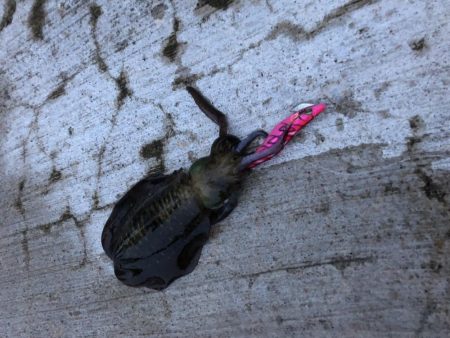 今年初のエギング