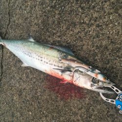 初サゴシ&ハマチ&タチウオ