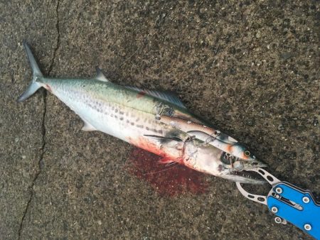 初サゴシ&ハマチ&タチウオ