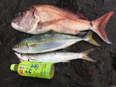 ショアジギング最高