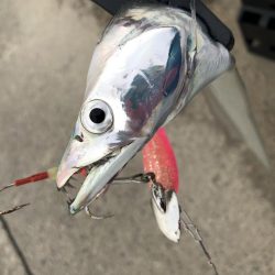 癒しのタチウオ!