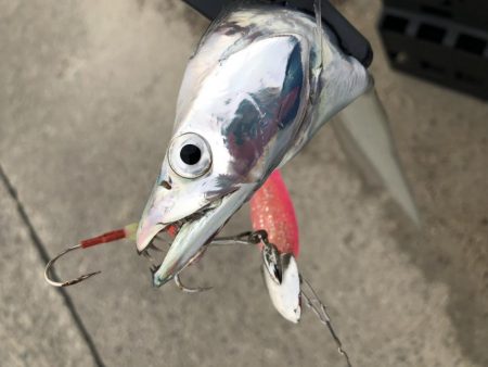 癒しのタチウオ！