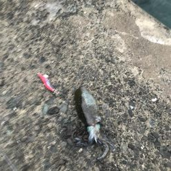 イカはどこへ。