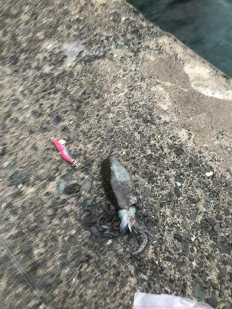 イカはどこへ。