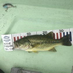 今年最後の鴨池