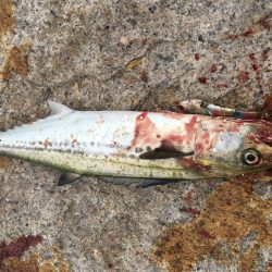 サバ交わしヒット