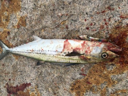 サバ交わしヒット