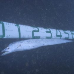 カタクチボール大量