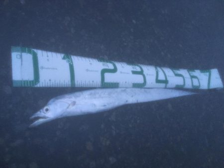 カタクチボール大量