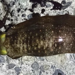 アオリイカ撃沈