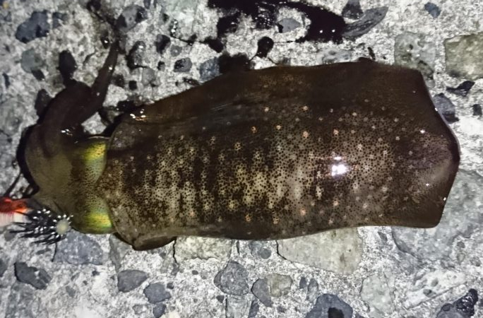 アオリイカ撃沈