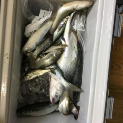 台風一過の魚探し