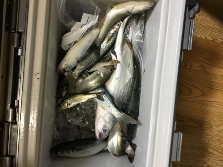 台風一過の魚探し