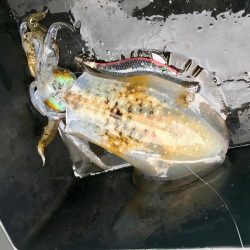 海南発の遊漁船「釣り心」さんでボートエギング