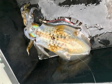 海南発の遊漁船「釣り心」さんでボートエギング