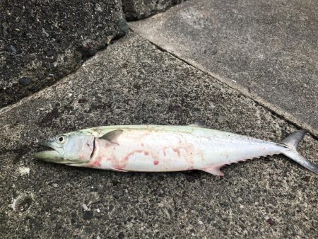 福井県初上陸、秋サゴシ調査