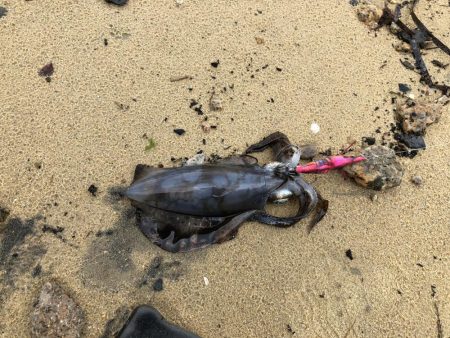 短時間サーフエギング