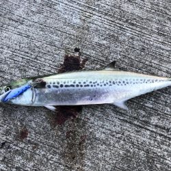 サゴシサゴシサゴシ