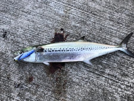 サゴシサゴシサゴシ