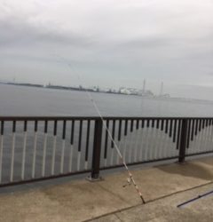 サッパを探しに