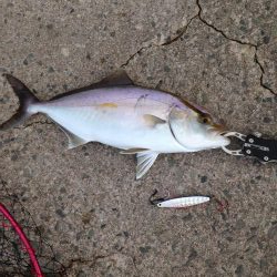 アカヒラ25cmから35cm