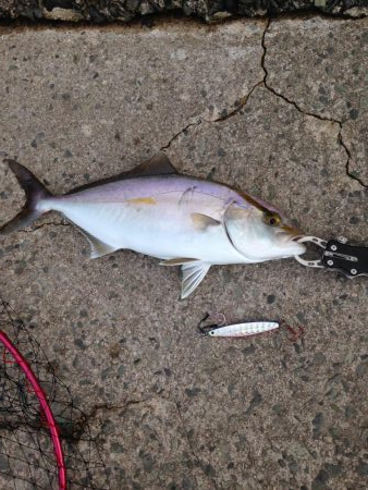 アカヒラ25cmから35cm