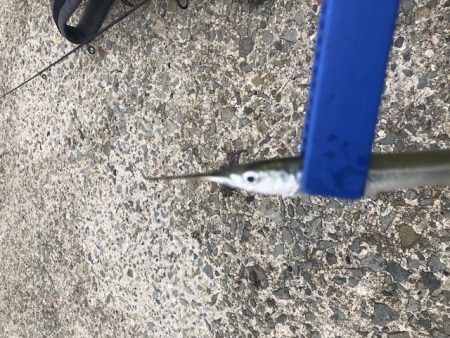 台風後釣行　初サヨリ