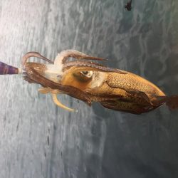 カヤックデビュー！