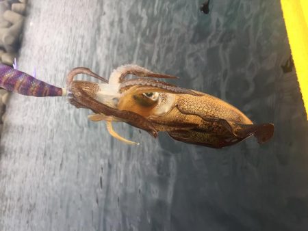 カヤックデビュー！