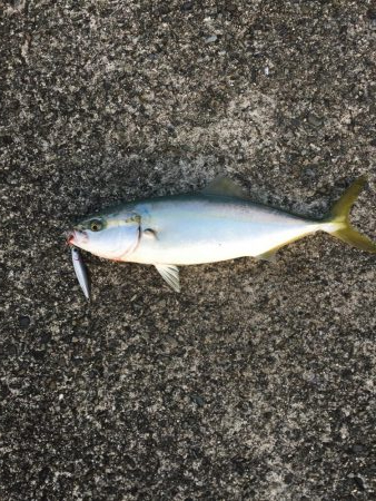 なぶらが・・・