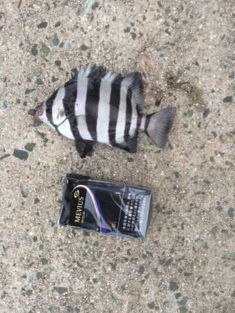 来週はハゼ釣り大会あるょー