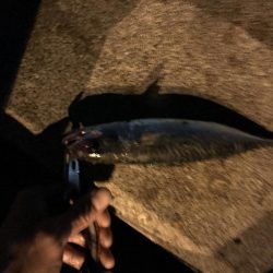 タチウオ釣行台風後