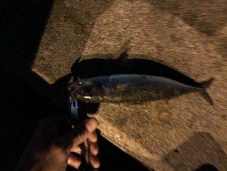 タチウオ釣行台風後