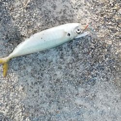 ライトショアジギング